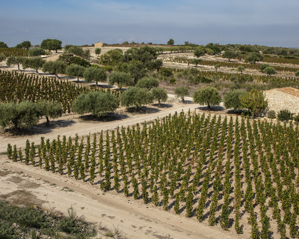 NERO D'AVOLA