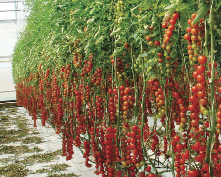 POMODORO PACHINO